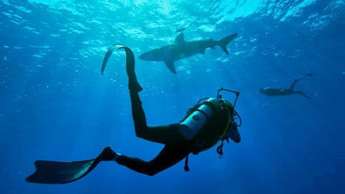 Shark with Steve Backshall Bild 3