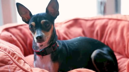 Life in the Doghouse Bild 3