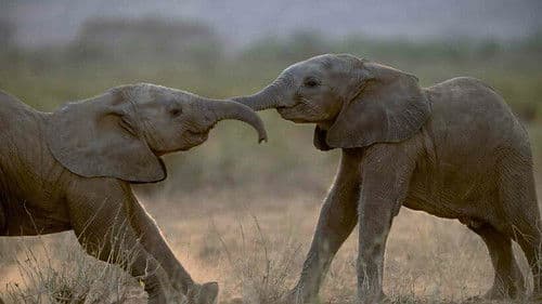 Ein Leben unter Elefanten Bild 8