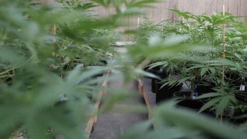 The God Plant Bild 1