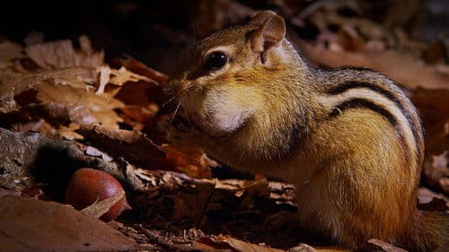 Tiny Giants 3D Bild 2