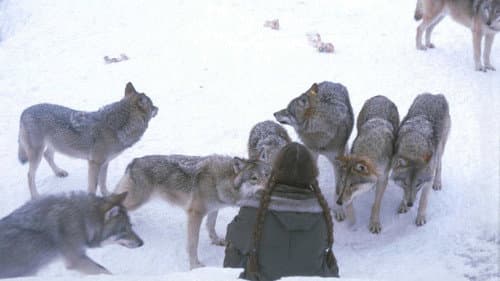 Vargattacken på Kolmården Bild 1