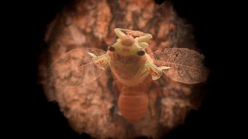 Chicha la chicharra Bild 3