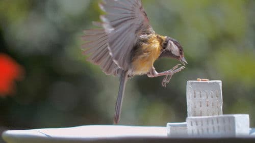 Meine wilden Nachbarn Bild 2