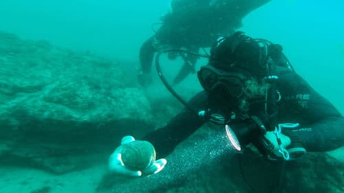 Lost Cities: The Great Flood Bild 3