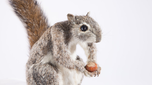 Spione im Tierreich Bild 7