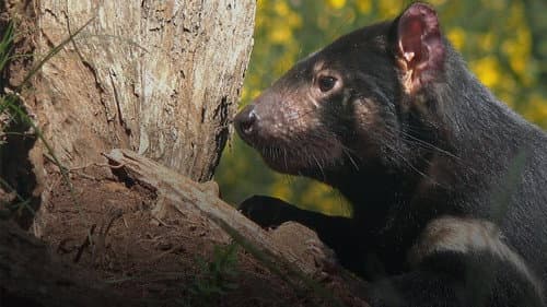 Secret Life Of The Tasmanian Devil Bild 5