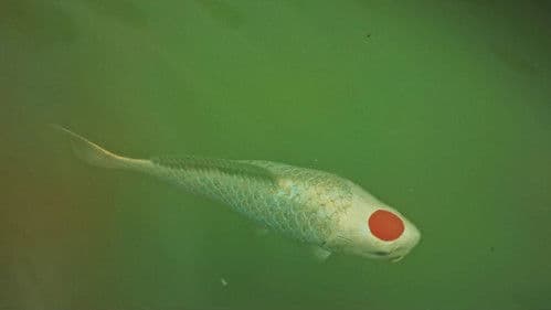 Allmen und das Geheimnis des Koi Bild 1