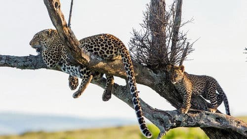 Die Leopardin Bild 5