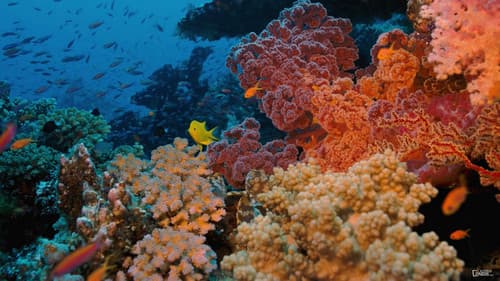Coral Reef Adventure Bild 1