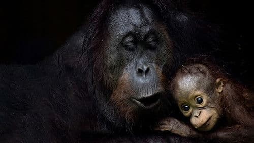 Eden: Untamed Planet Bild 7