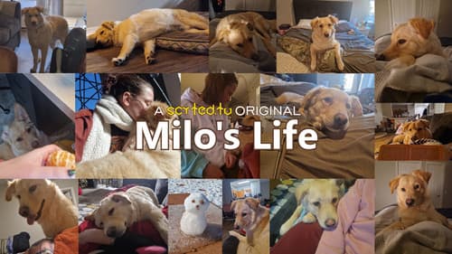 Milo's Life Bild 3