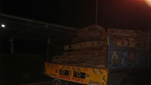 CONCRETE DOGS Bild 2