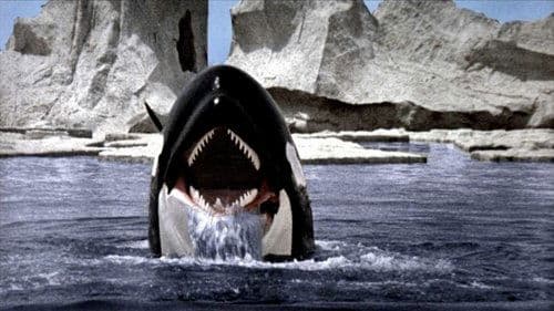 Orca - Der Killerwal Bild 6