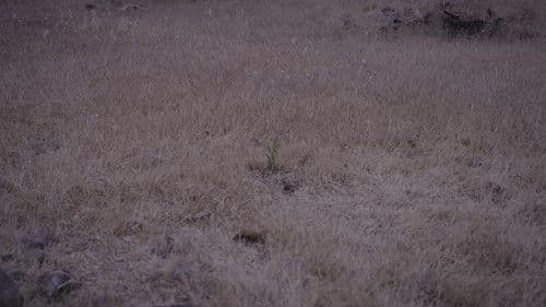 Künt-ü Kenz Bild 3