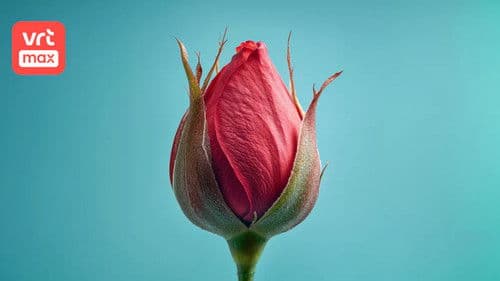 En nu is ze dood. Bild 1