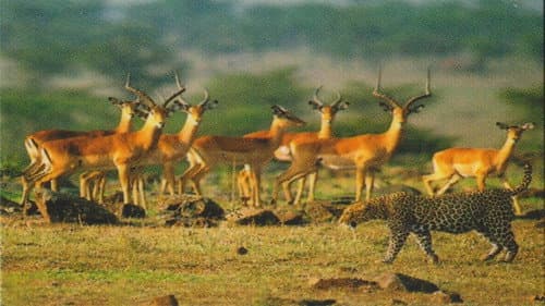 Die Superkatze der Kalahari. Natural killers - Raubtiere ganz nahe. Bild 3