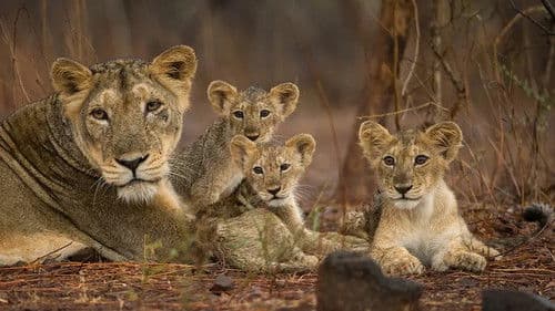 Wildes Indien Bild 3