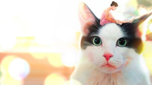 나만 없어 고양이 Bild 2