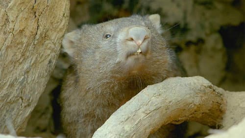 Secret Life of the Wombat Bild 4