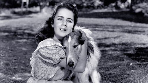 Lassie - Held auf vier Pfoten Bild 5