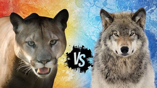 Cougar v. Wolf Bild 1