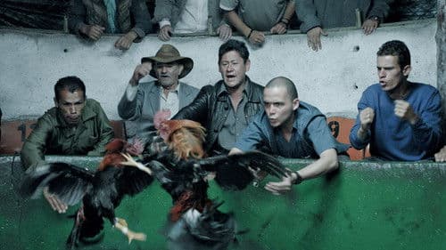 Asunto de gallos Bild 1