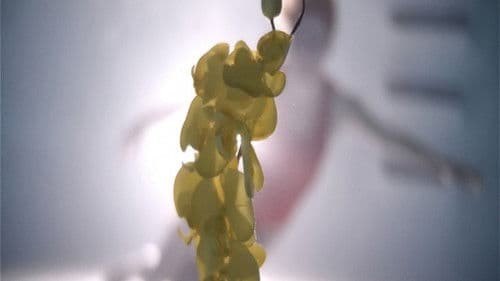 Upstream Color Bild 4