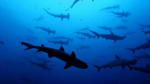 Sharkwater - Wenn Haie sterben Bild 1