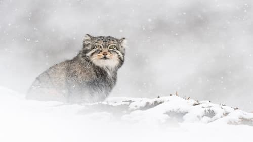 Der Schneeleopard Bild 6