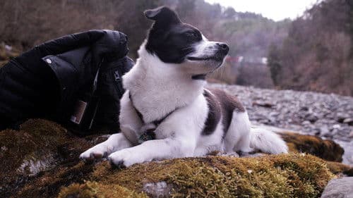 Helbestan Penaberan Bild 1