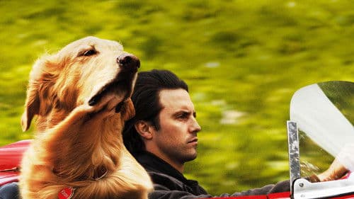 Enzo und die wundersame Welt der Menschen Bild 3