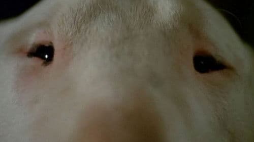 Bell mir das Lied vom Tod Bild 2