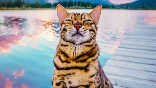 #cats_the_mewvie Bild 2