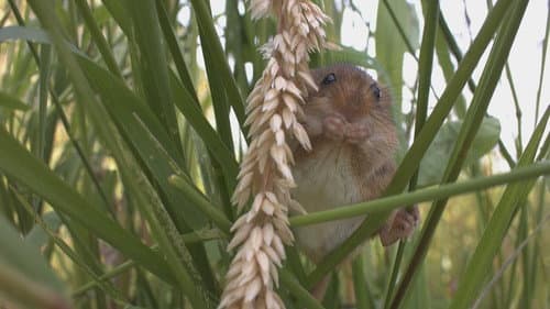 Aélia, la souris des moissons Bild 2