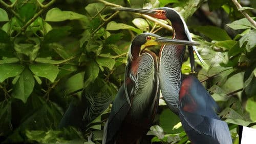 Wildes Mittelamerika Bild 4