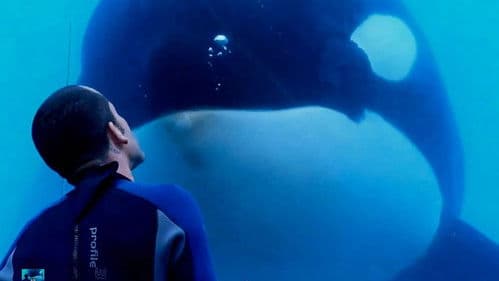 Blackfish: Der Killerwal Bild 2