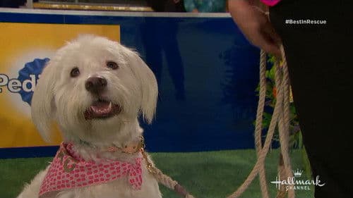 The 2018 American Rescue Dog Show Bild 5