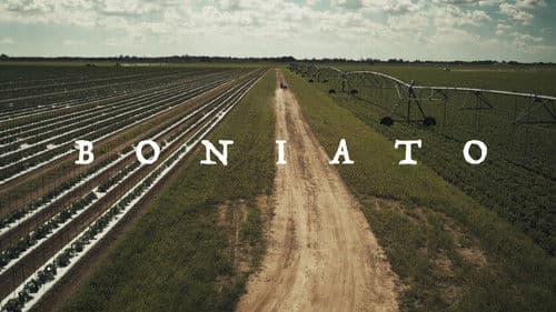 Boniato Bild 1