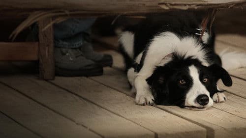 Cooper - Eine wundervolle Freundschaft Bild 2