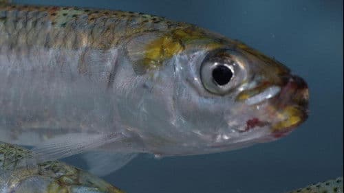 Sardine Run, le plus grand festin de l'océan Bild 2