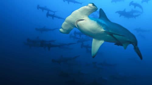 Die Vulkan-Haie von Hawaii Bild 7