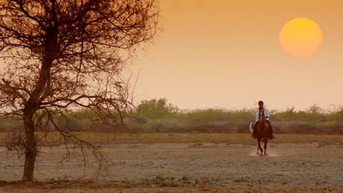 હેલ્લારો Bild 4