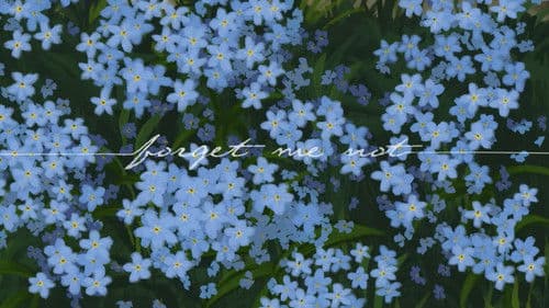 Forget Me Not Bild 2