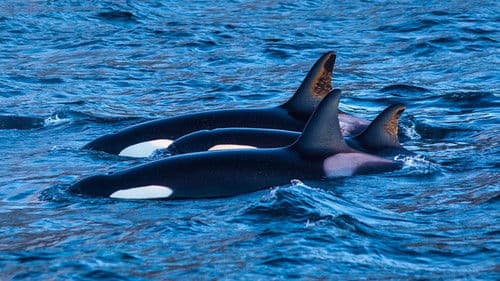 Orcas Beutezug vor Südafrika Bild 3