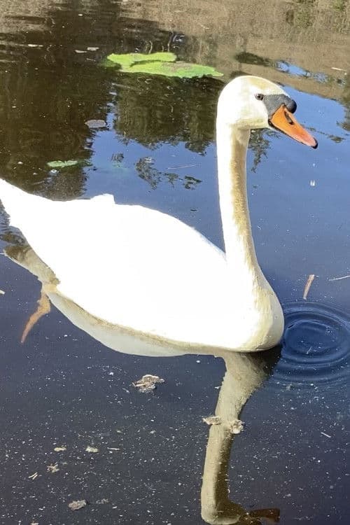 somewhere no song's ever ending