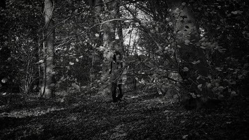 the forest of great mystery and emptiness Bild 1