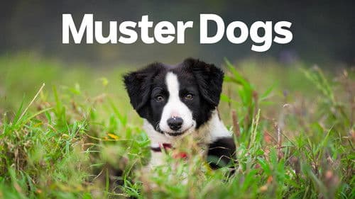 Muster Dogs Bild 4