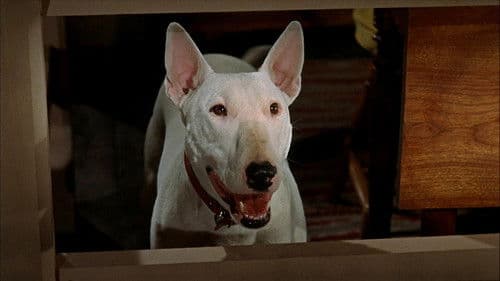 Die unglaubliche Reise Bild 5