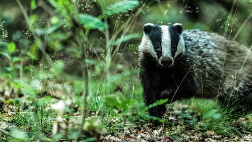 Badgers: Their Secret World Bild 2